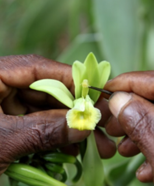 Gousse Fleur Pllinisation1